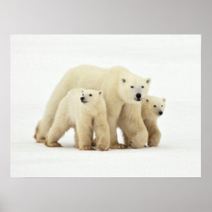 Kutest Baby Animals Polaire Beer Poster