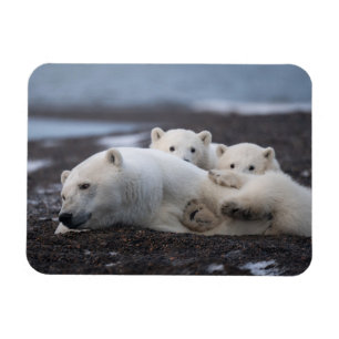 Kutest Baby Animals   Polar Beer Family Alaska Magneet