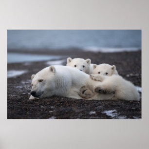 Kutest Baby Animals   Polar Beer Family Alaska Poster