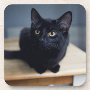 Kutest Baby Animals   Portret van een zwarte kat Bier Onderzetter