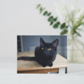 Kutest Baby Animals | Portret van een zwarte kat Briefkaart (Staand voorkant)