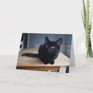 Kutest Baby Animals Portret van een zwarte kat Kaart