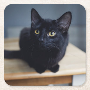 Kutest Baby Animals Portret van een zwarte kat Vierkante Kartonnen Onderzetter