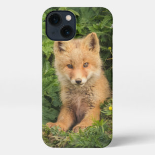 Kutest Baby Animals   Red Fox in Umnak Alaska iPhone 13 Hoesje