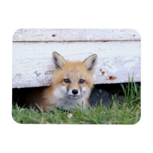 Kutest Baby Animals   Red Fox Kit Peking Magneet