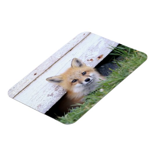 Kutest Baby Animals | Red Fox Kit Peking Magneet (Linkerzijde)