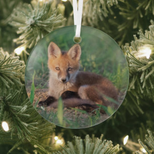 Kutest Baby Animals   Red Fox Kit Relaxing Glas Ornament
