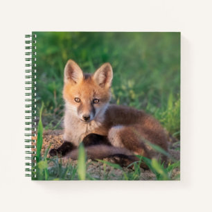 Kutest Baby Animals Red Fox Kit Relaxing Notitieboek