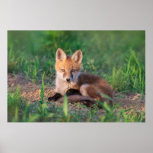 Kutest Baby Animals   Red Fox Kit Relaxing Poster