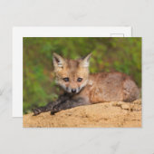 Kutest Baby Animals | Red Fox Pup Briefkaart (Voorkant / Achterkant)