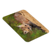 Kutest Baby Animals | Red Fox Pup Magneet (Rechterzijde)