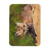 Kutest Baby Animals | Red Fox Pup Magneet (Verticaal)