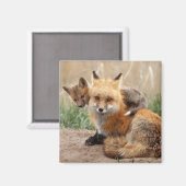 Kutest Baby Animals | Rode vos en Baby Magneet (Voorkant / Achterkant)