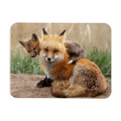 Kutest Baby Animals | Rode vos en Baby Magneet (Horizontaal)