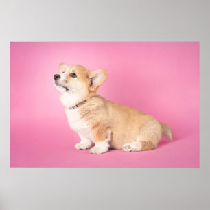 Kutest Baby Animals   Roze Corgi Puppy Poster