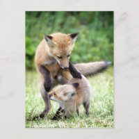 Kutest Baby Animals | Schattige Fox Kit & Mama