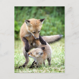 Kutest Baby Animals Schattige Fox Kit & Mama Briefkaart