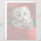 Kutest Baby Animals | Scottish Fold Kitten (Voorkant / Achterkant)