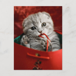 Kutest Baby Animals Scottish Fold Kitten Briefkaart
