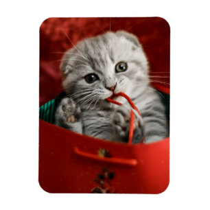 Kutest Baby Animals   Scottish Fold Kitten Magneet