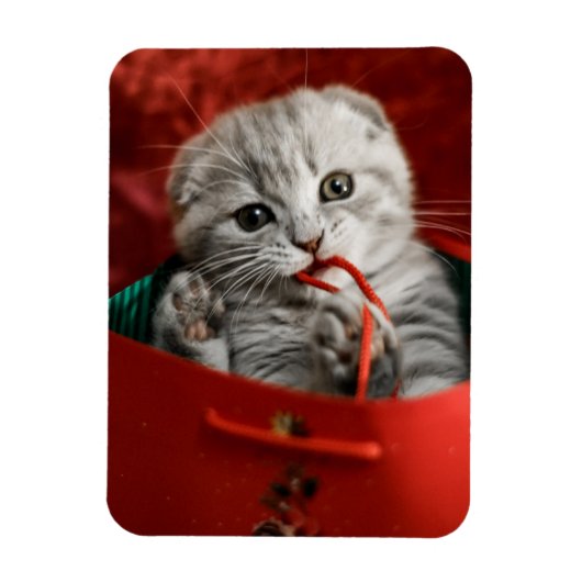 Kutest Baby Animals | Scottish Fold Kitten Magneet (Verticaal)
