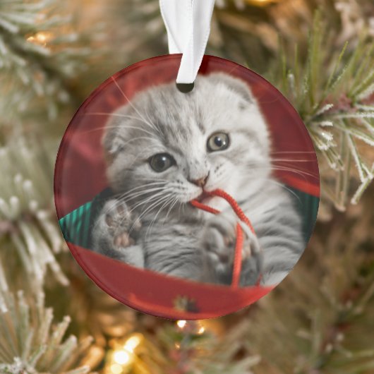 Kutest Baby Animals | Scottish Fold Kitten Ornament (Boom)
