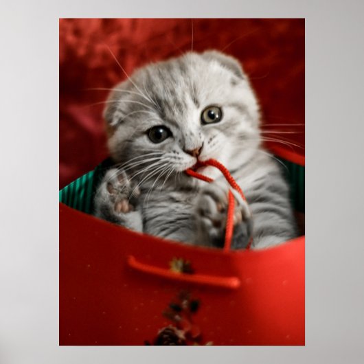 Kutest Baby Animals | Scottish Fold Kitten Poster (Voorkant)