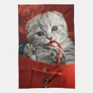 Kutest Baby Animals   Scottish Fold Kitten Theedoek