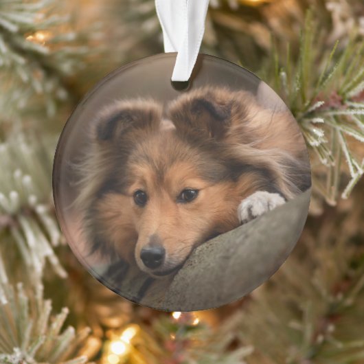 Kutest Baby Animals | Shetland Sheepdog Puppy Ornament (Boom)