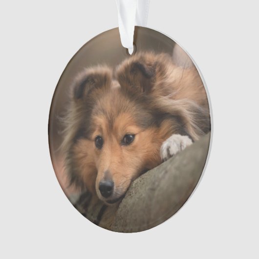 Kutest Baby Animals | Shetland Sheepdog Puppy Ornament (voorkant)