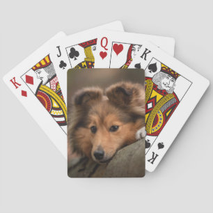Kutest Baby Animals   Shetland Sheepdog Puppy Pokerkaarten