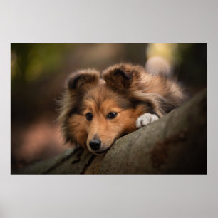 Kutest Baby Animals   Shetland Sheepdog Puppy Poster