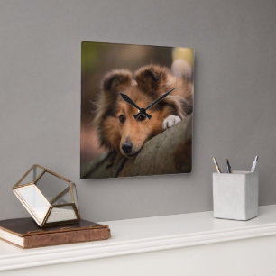 Kutest Baby Animals   Shetland Sheepdog Puppy Vierkante Klok
