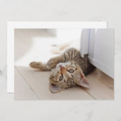 Kutest Baby Animals | Shorthair Tabby Kitten Bedankkaart (Voorkant / Achterkant)