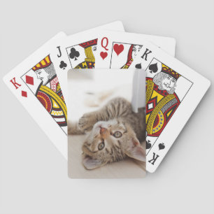 Kutest Baby Animals   Shorthair Tabby Kitten Pokerkaarten