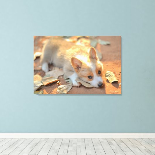 Kutest Baby Animals | Shy Corgi Canvas Afdruk (Insitu (Houten vloer))