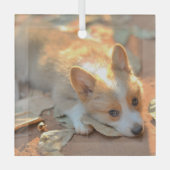 Kutest Baby Animals | Shy Corgi Glas Ornament (Voorkant)