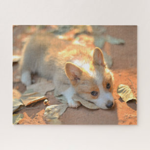 Kutest Baby Animals   Shy Corgi Legpuzzel