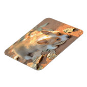 Kutest Baby Animals | Shy Corgi Magneet (Linkerzijde)