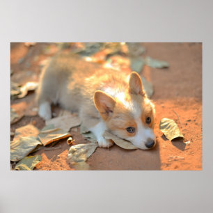 Kutest Baby Animals   Shy Corgi Poster