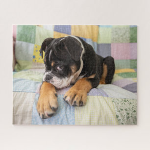 Kutest Baby Animals   Shy Old English Bulldog Legpuzzel