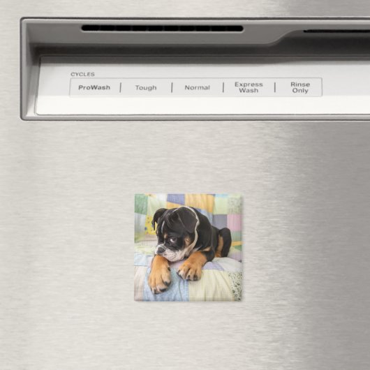 Kutest Baby Animals | Shy Old English Bulldog Magneet (Insitu (Vaatwasser))