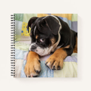 Kutest Baby Animals   Shy Old English Bulldog Notitieboek