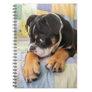 Kutest Baby Animals   Shy Old English Bulldog Notitieboek