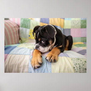 Kutest Baby Animals   Shy Old English Bulldog Poster