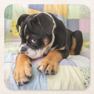 Kutest Baby Animals   Shy Old English Bulldog Vierkante Kartonnen Onderzetter
