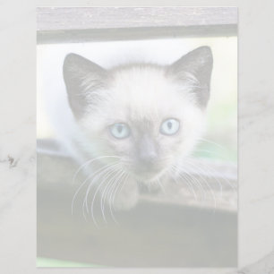 Kutest Baby Animals Siamese Kitten