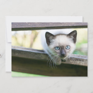 Kutest Baby Animals   Siamese Kitten 2 Bedankkaart
