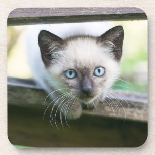 Kutest Baby Animals   Siamese Kitten 2 Bier Onderzetter