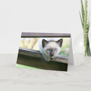 Kutest Baby Animals   Siamese Kitten 2 Kaart